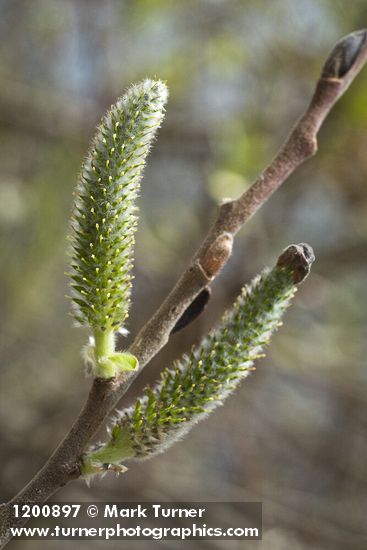 Hooker's Willow (Coast Willow) female aments detail