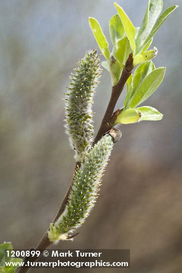 Hooker's Willow (Coast Willow) female aments detail