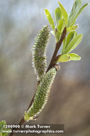 Hooker's Willow (Coast Willow) female aments detail