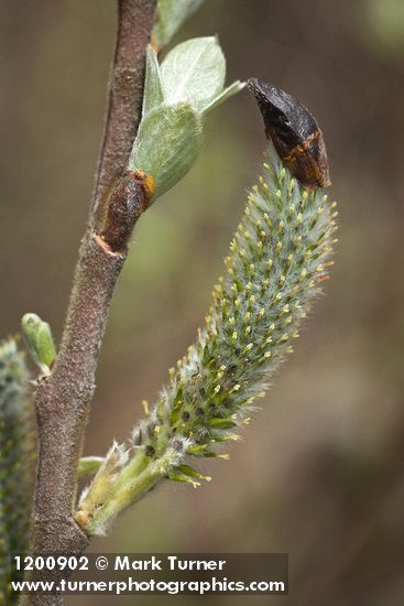 Hooker's Willow (Coast Willow) female aments detail