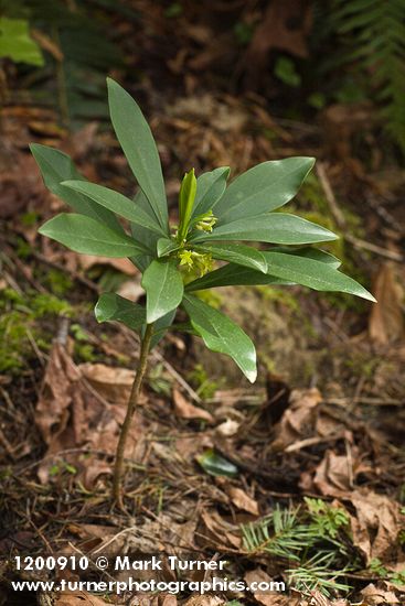 Spurge Laurel