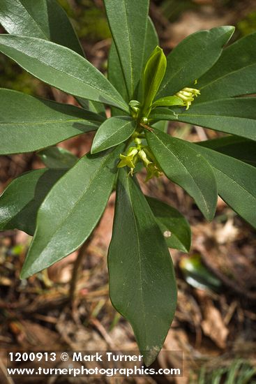 Spurge Laurel blossoms & foliage