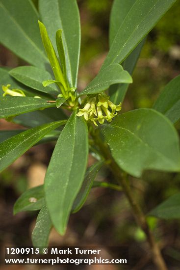 Spurge Laurel blossoms & foliage
