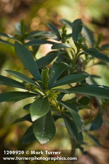 Spurge Laurel blossoms & foliage