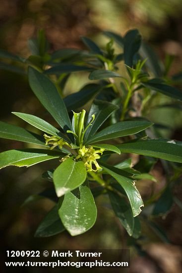Spurge Laurel blossoms & foliage