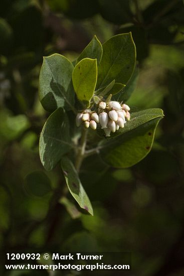 Hairy Manzanita blossoms & foliage
