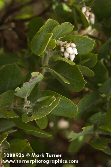Hairy Manzanita blossoms & foliage