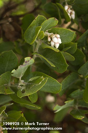 Hairy Manzanita blossoms & foliage