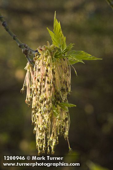 Boxelder blossoms & emerging foliage