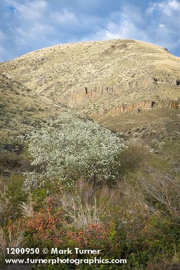 Western Serviceberry blooming below canyon walls w/ Oregon-grape fgnd