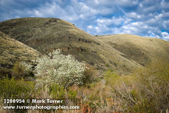Western Serviceberry blooming below canyon walls