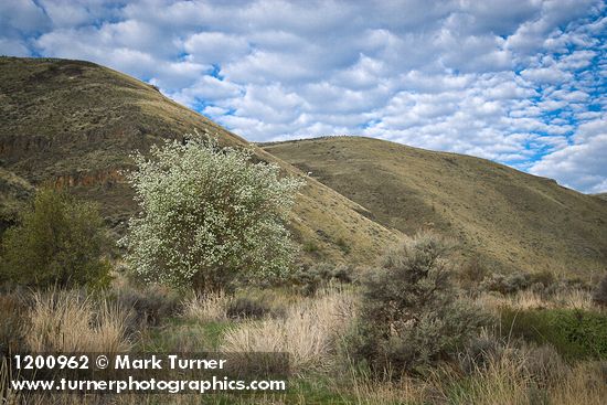 Western Serviceberry blooming below canyon walls