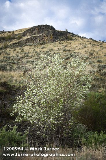 Western Serviceberry blooming below canyon walls