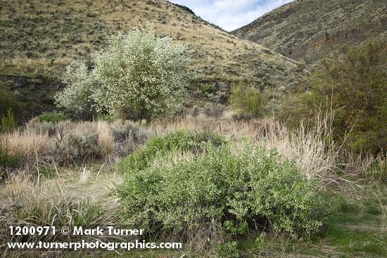 Wax Currant, Western Serviceberry on canyon floor