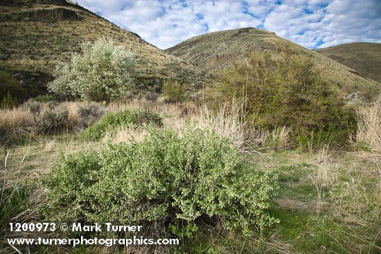 Wax Currant, Western Serviceberry on canyon floor