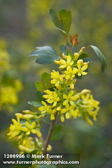 Golden Currant blossoms among foliage