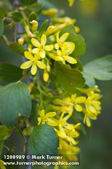 Golden Currant blossoms among foliage