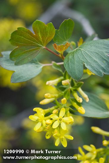 Golden Currant blossoms among foliage