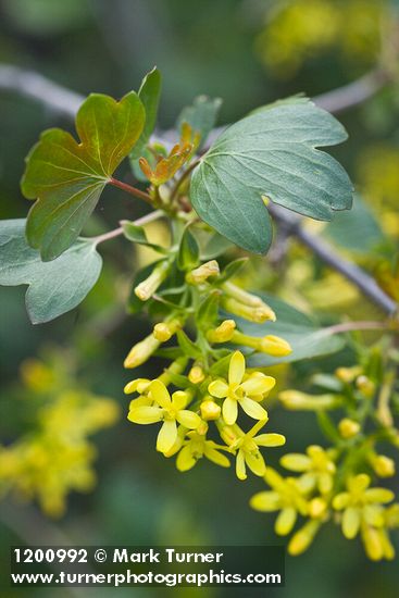 Golden Currant blossoms among foliage