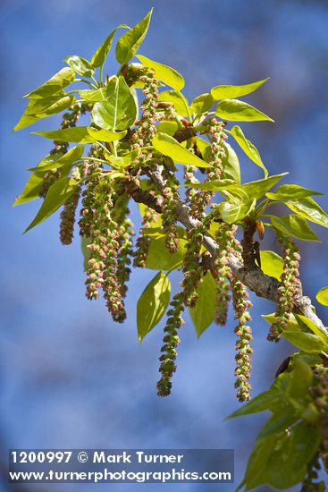 Black Cottonwood catkins & emerging foliage