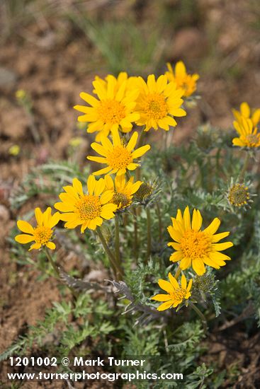 Hooker's Balsamroot