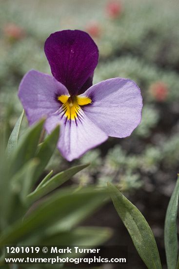 Sagebrush Violet blossom