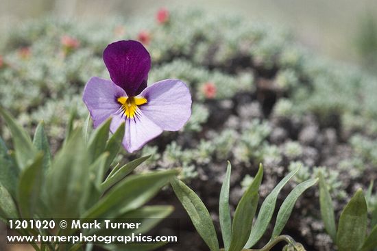 Sagebrush Violet blossom
