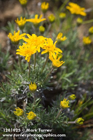 Narrowleaf Goldenweed