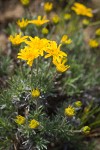 Narrowleaf Goldenweed