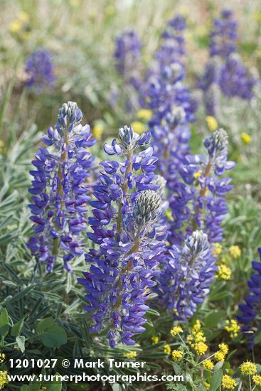 Elegant Lupines