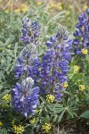 Elegant Lupines