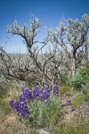 Elegant Lupine at base of Sagebrush
