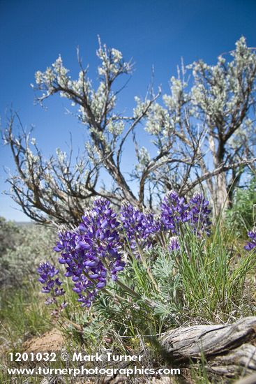 Elegant Lupine at base of Sagebrush