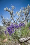 Elegant Lupine at base of Sagebrush