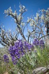Elegant Lupine at base of Sagebrush