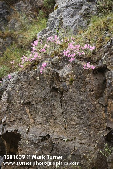 Snake River Phlox on basalt cliff