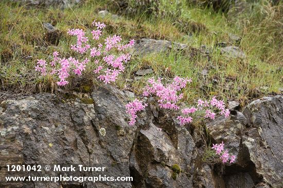 Snake River Phlox on basalt cliff