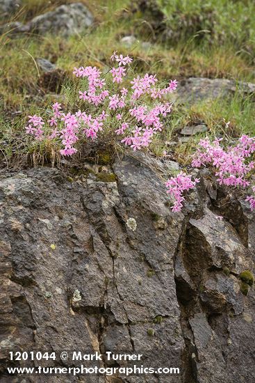 Snake River Phlox on basalt cliff