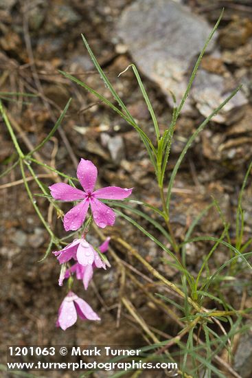 Snake River Phlox blossoms & foliage