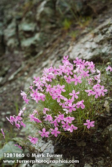 Snake River Phlox