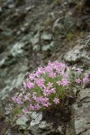 Snake River Phlox