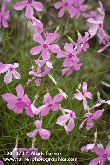 Snake River Phlox blossoms