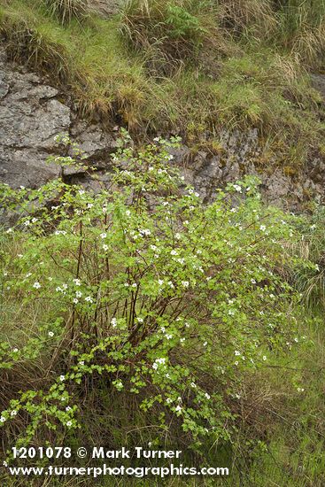 Barton's Raspberry at base of basalt cliff