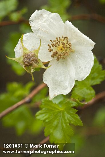 Barton's Raspberry blossom & foliage
