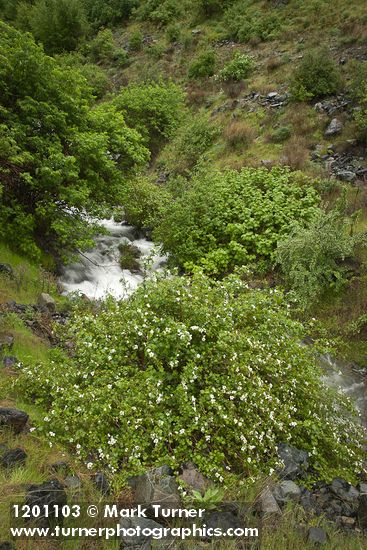 Barton's Raspberry, Snake River Gooseberry at mouth of Sawpit creek