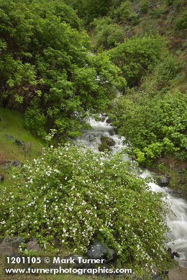 Barton's Raspberry at mouth of Sawpit creek