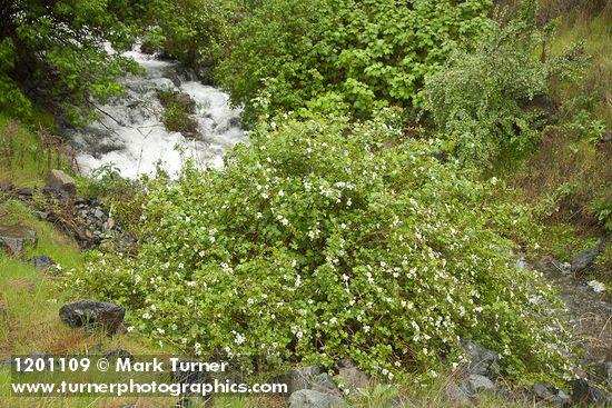 Barton's Raspberry, Snake River Gooseberry at mouth of Sawpit creek