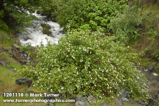 Barton's Raspberry, Snake River Gooseberry at mouth of Sawpit creek