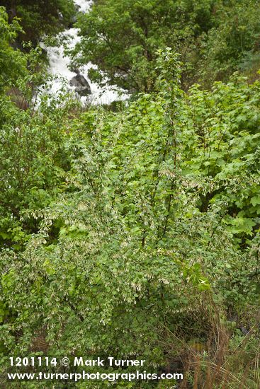 Snake River Gooseberry