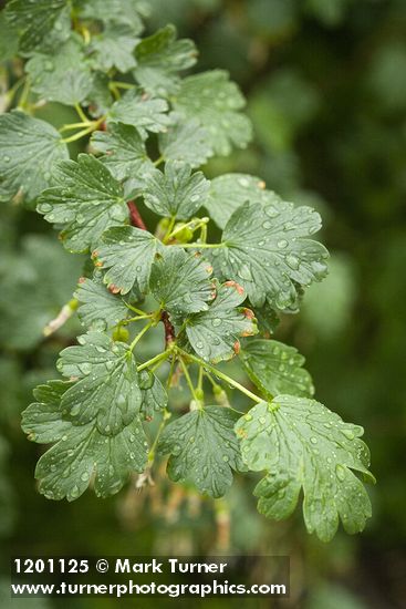 Snake River Gooseberry foliage w/ raindrops